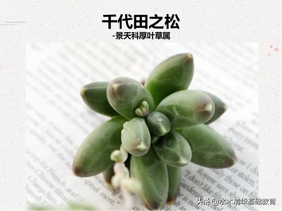 梦幻女王多肉植物百科图谱,原产地多肉植物图谱pdf