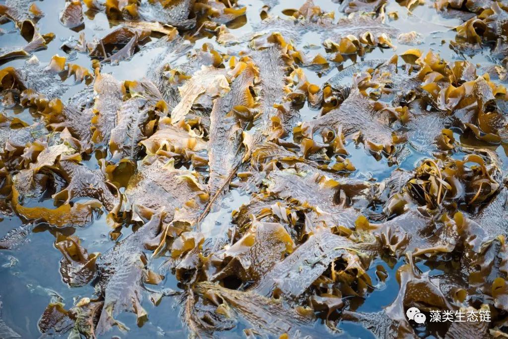 藻类提取物的功效与作用护肤,藻类提取物护肤