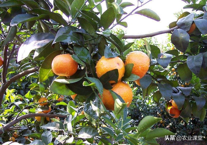 冬季清园修剪柑橘,柑橘清园修剪视频