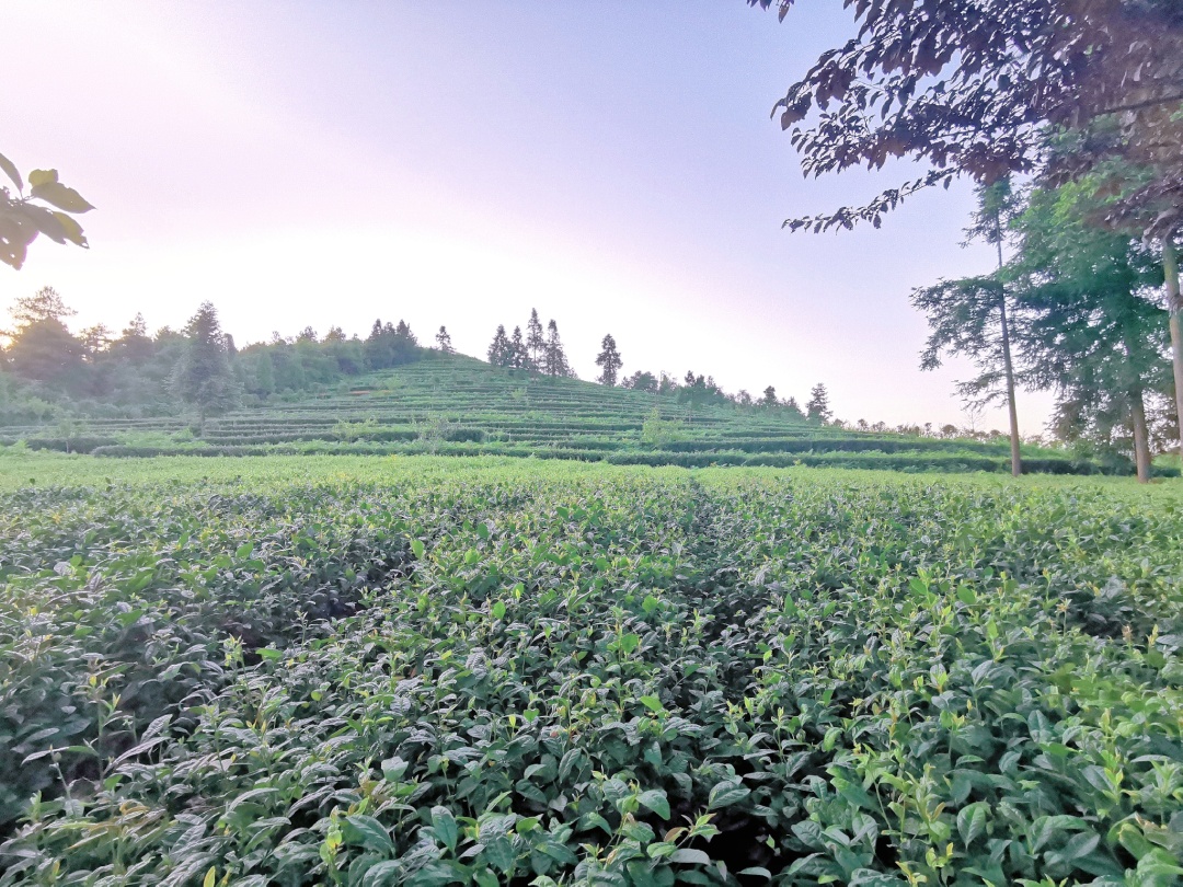 向日葵花海打卡网红地贵阳周边,贵阳白云区向日葵花海