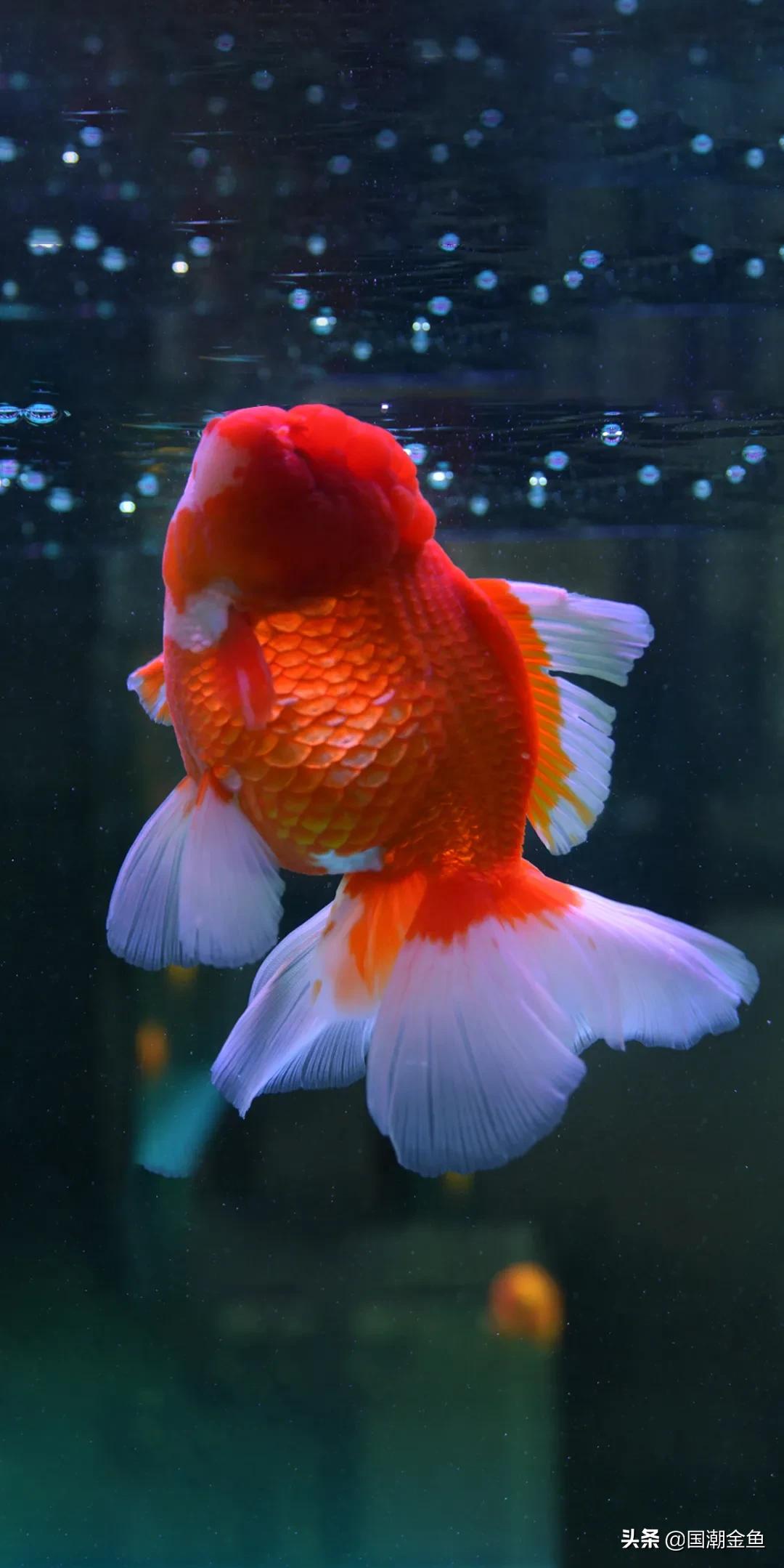 除夕“集五福”！五种福气满满的金鱼，祝您年年有余