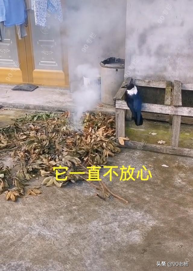 喜鹊救火是真的吗,喜鹊救火全过程