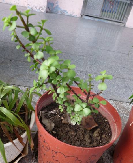 剪个花枝就能开花的植物,枝条就能存活的盆栽植物