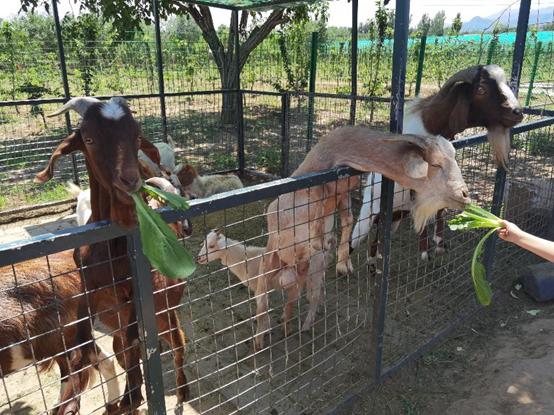 北京附近有什么亲子农场适合遛娃,北京亲子游玩农场推荐地点有哪些