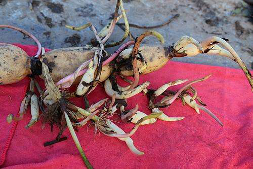 家有小院别忘了养一缸荷花,观赏型的在庭院的荷花怎么养