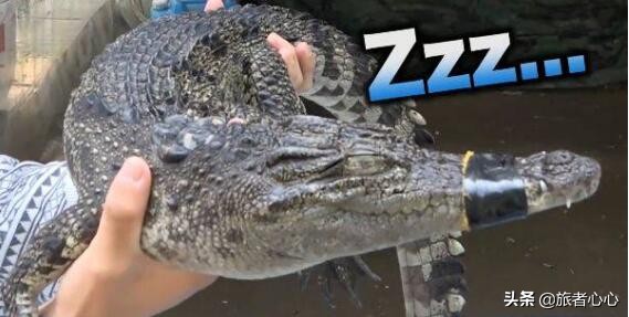 日本最危险的动物园进去视频,日本生死状动物园