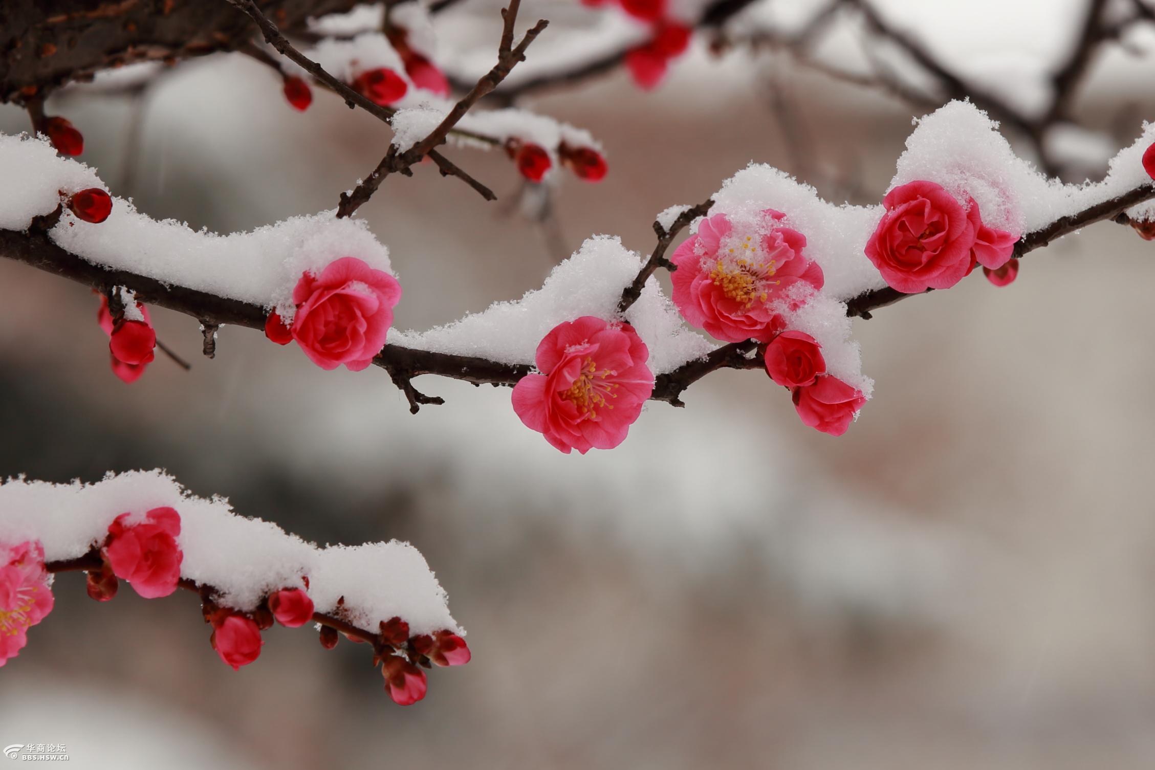 梅须逊雪三分白雪却输梅一段香,雪却输梅一段香是什么修辞手法