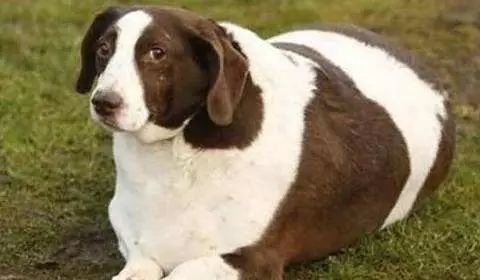 带猫做绝育猫会恨主人吗,女人带狗狗做绝育手术