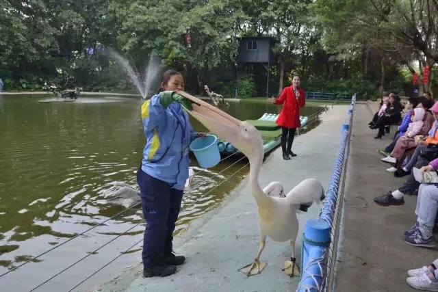 长隆飞鸟乐园拍鸟攻略,广州长隆飞鸟乐园可以摸哪些鸟