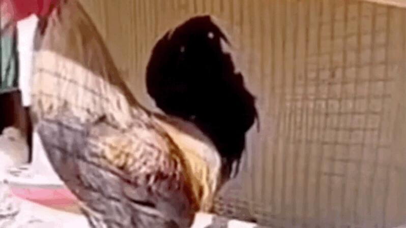 搞笑GIF:女朋友问我是什么，我说是洗衣粉，她怎么把我拉黑了？