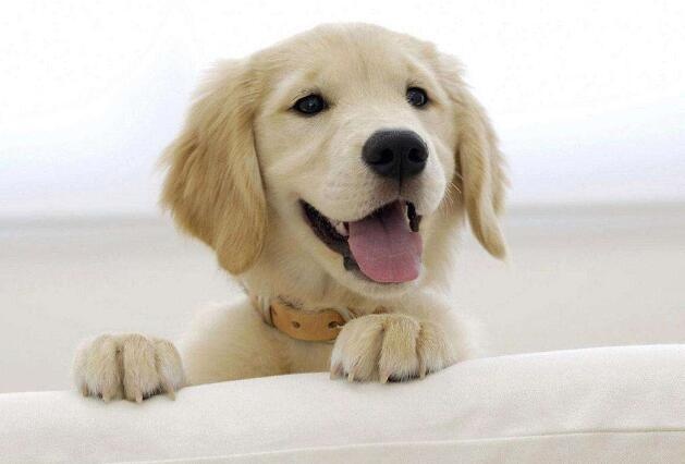 盘点宠物布偶猫,世界上最可爱的猫咪布偶猫