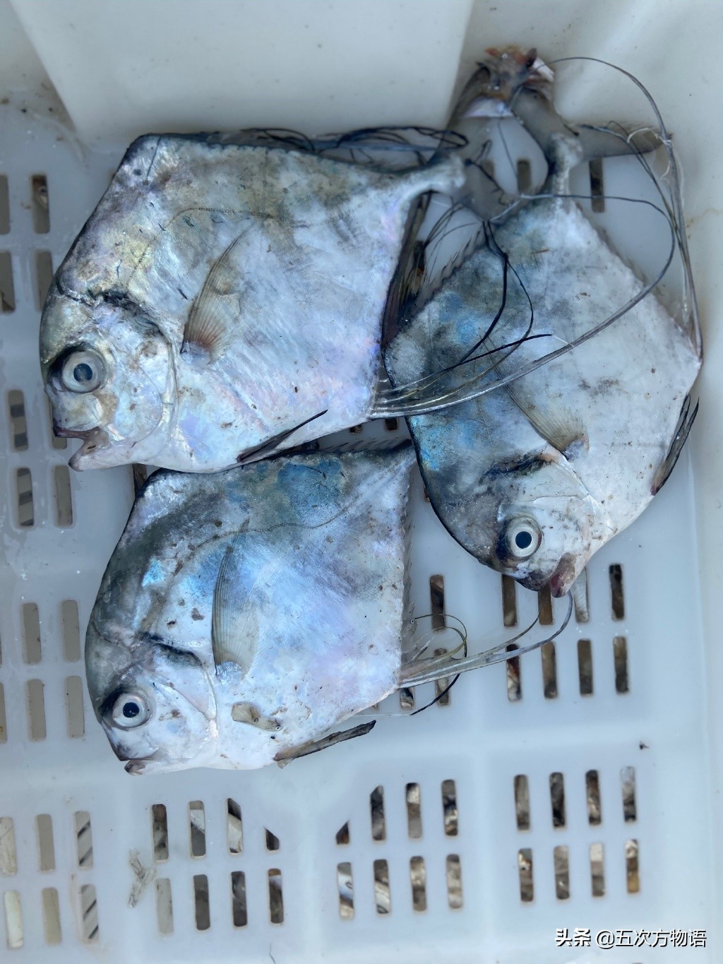 青岛开海了吃点什么海鱼好呢,去青岛吃哪些海鱼推荐