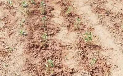 学习强国四人赛怎么才能得满分,强国四人赛每天最多可以打几次