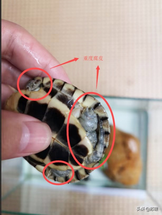 阿莫西林治疗乌龟腐皮,乌龟腐皮怎么治疗