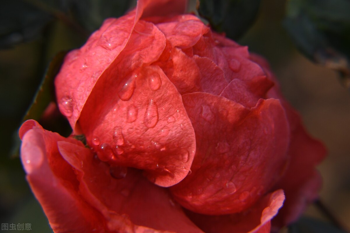 红色玫瑰代表着热烈的爱情,红玫瑰最能代表爱情的鲜花