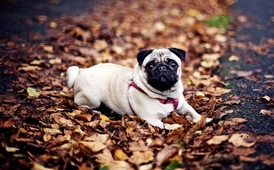 小型犬适合家养的便宜100元以下,100元以下适合学生养的宠物小型犬