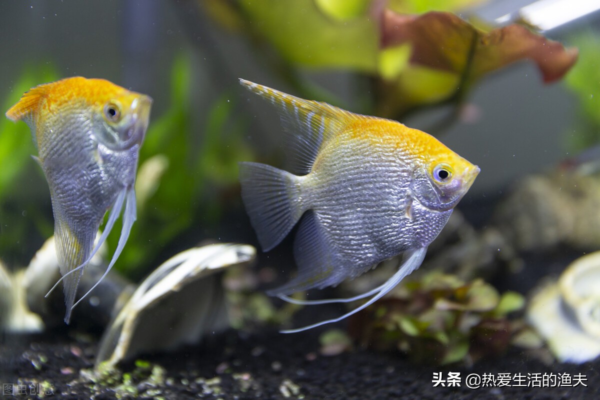 养鱼老是死鱼怎么办,新鱼缸养鱼怎么一个星期开始死鱼