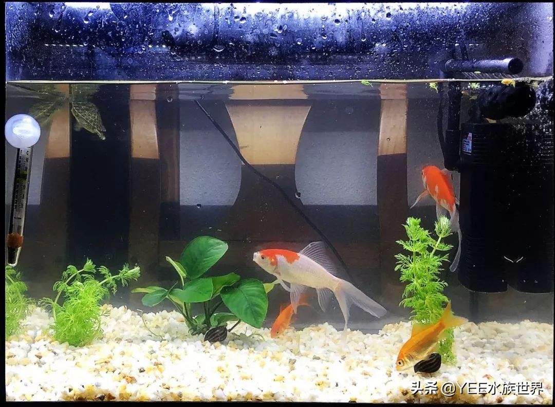 鱼缸胶水和耐候胶有什么区别,哪种鱼缸玻璃胶的粘性最强