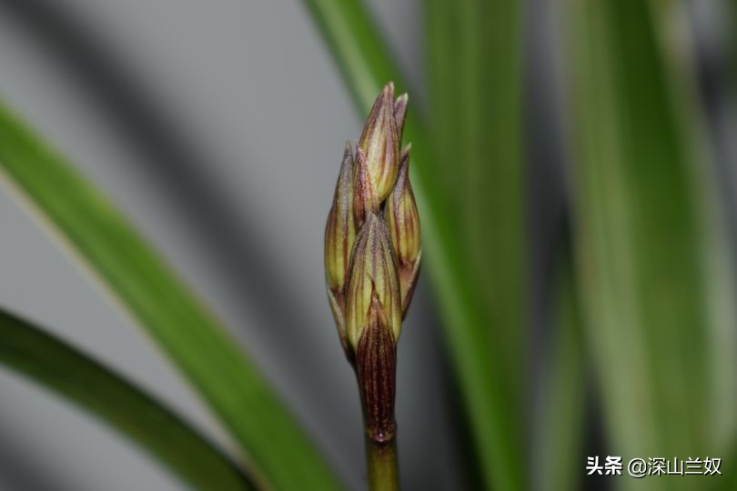 兰花带花芽翻盆后如何养不会消苞,兰花发花芽阶段怎样养护和管理