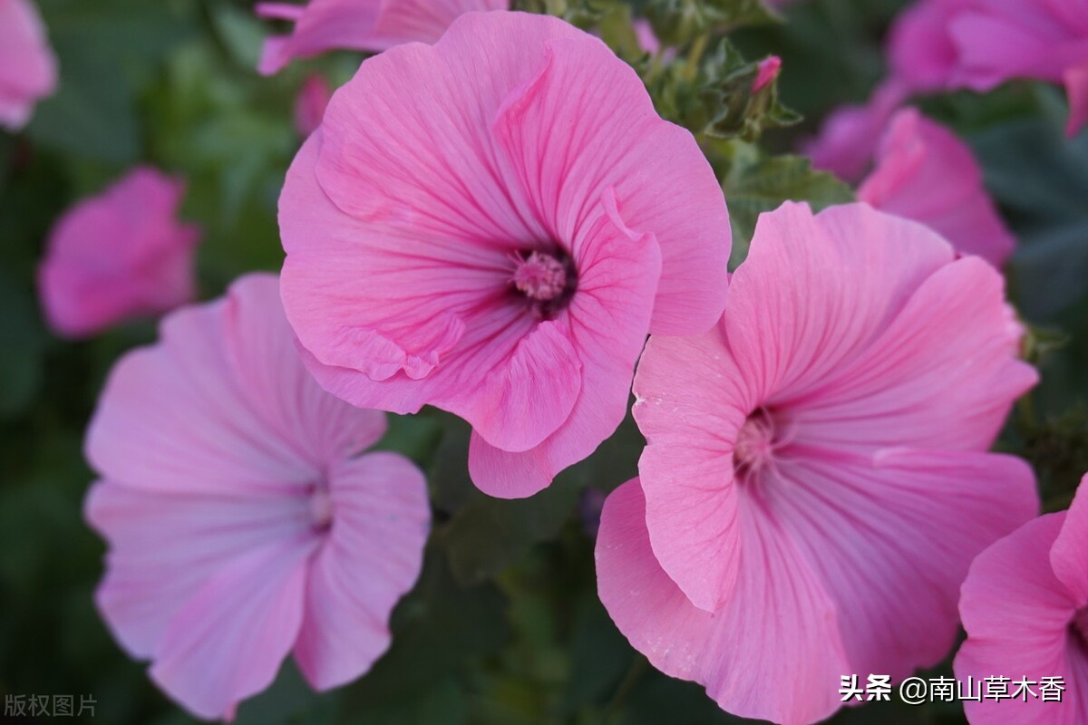 美丽的牵牛花故事,美丽的牵牛花