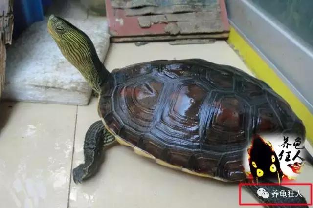 南石龟草龟花龟哪个体型大,草龟花龟珍珠龟哪个更好养