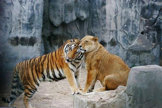 老虎pk狮子完整版,世界上最强的狮子和最强的老虎pk