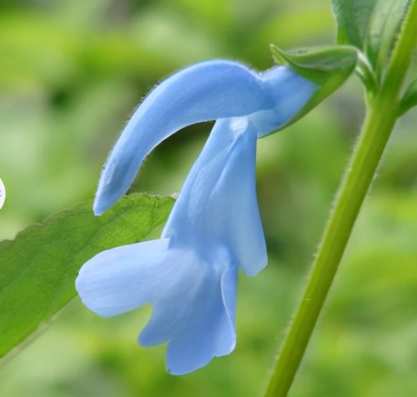 十种蓝色花,常见的六种蓝色花