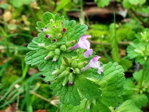 那些常见却叫不上名字的野花野草,常见的野花野草却是农家之宝