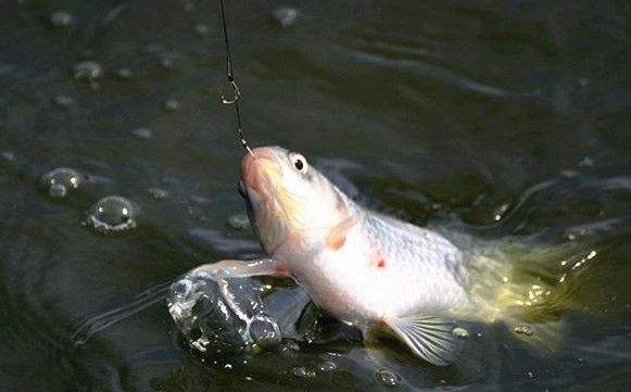 大力马子线与主线有什么区别,用大力马子线会断主线吗