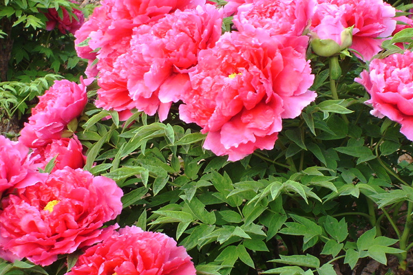 中国十大传统名花的植物文化,简述我国十大传统名花及其花文化