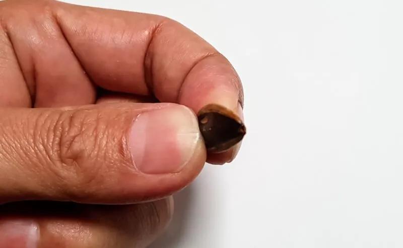 纳尼？为什么日本人不会嗑瓜子？看到中国人单手“吃”惊呆！