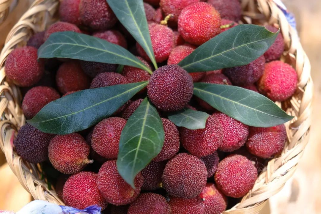 四季苏州|初夏“梅”好相遇，来西山度过酸酸甜甜的一天