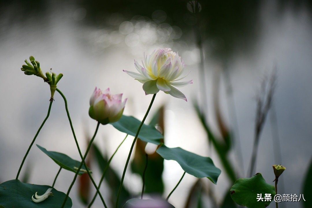 碗莲种藕生长到开花全过程,碗莲种藕到开花的过程