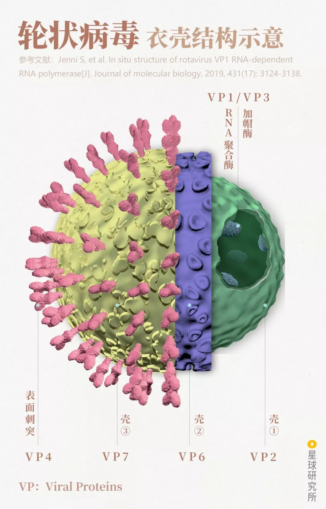 感染病毒后的168小时，你的体内都发生了什么？
