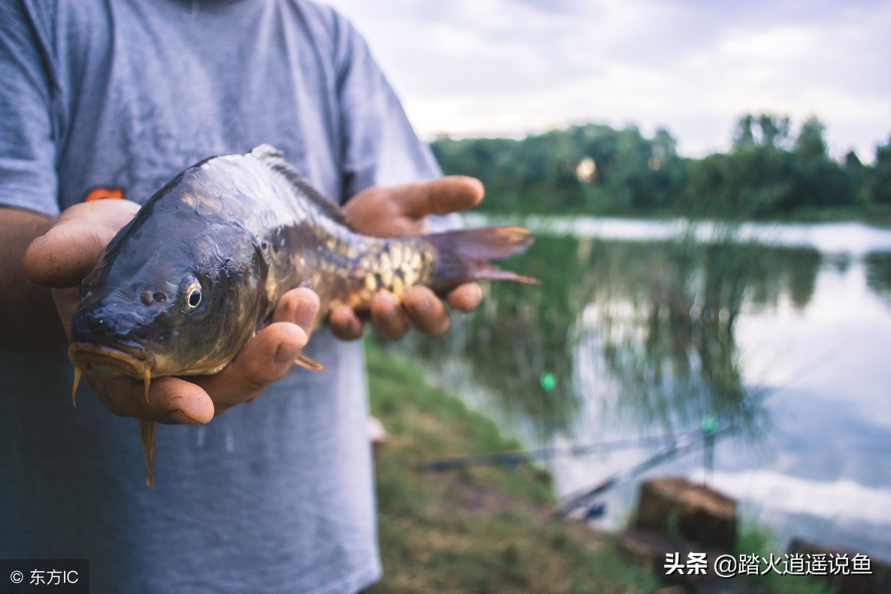 养鱼杀虫杀菌消毒用哪几种药,养鱼怎么杀虫最有效