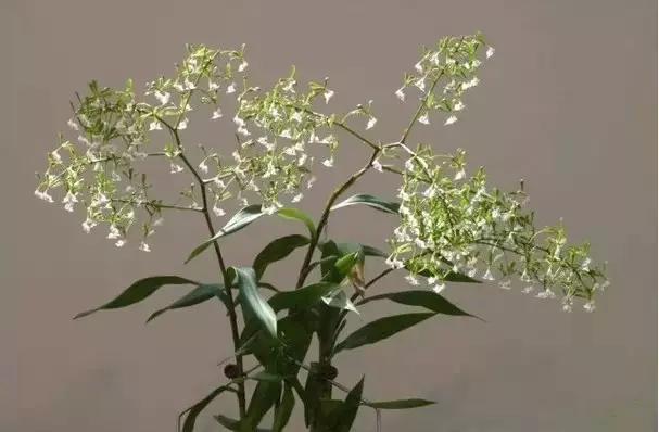 极品中的精品兰花,带你回忆天价兰花蕙兰篇