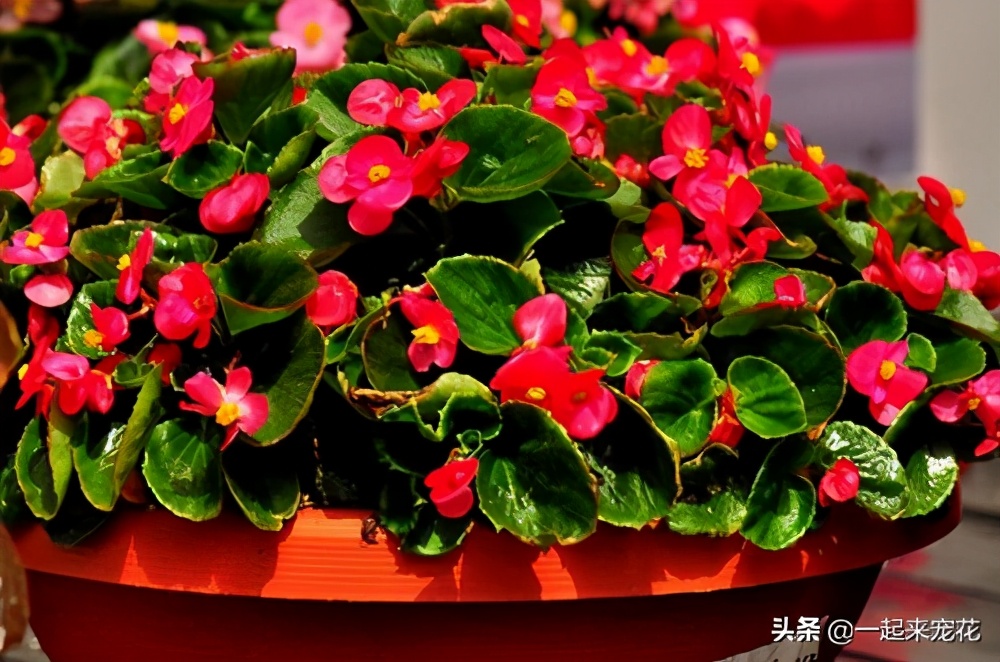 四季海棠开花后的修剪方法图解,四季海棠花开花时候可以扦插吗