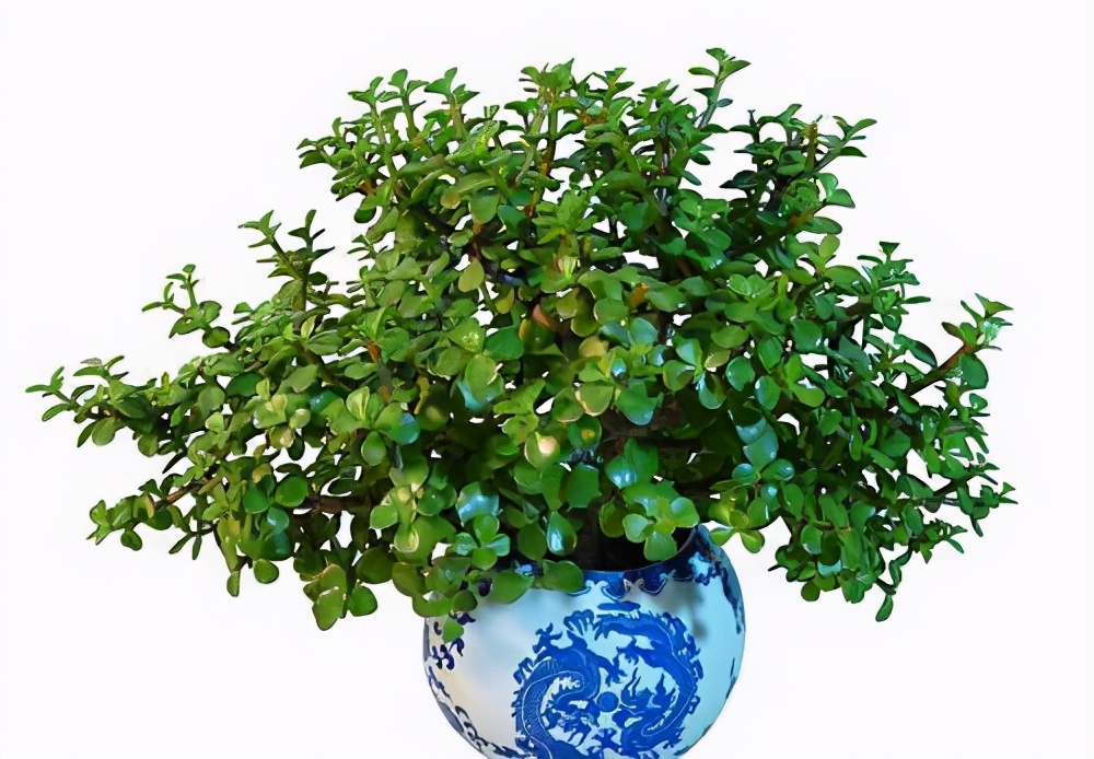 什么花寓意发财好运吉祥,寓意平安招财鸿运的干花