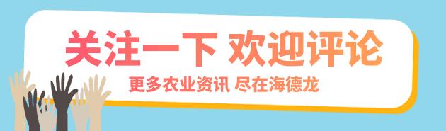 姜的种法和田间管理,大姜种植技术和管理技术书