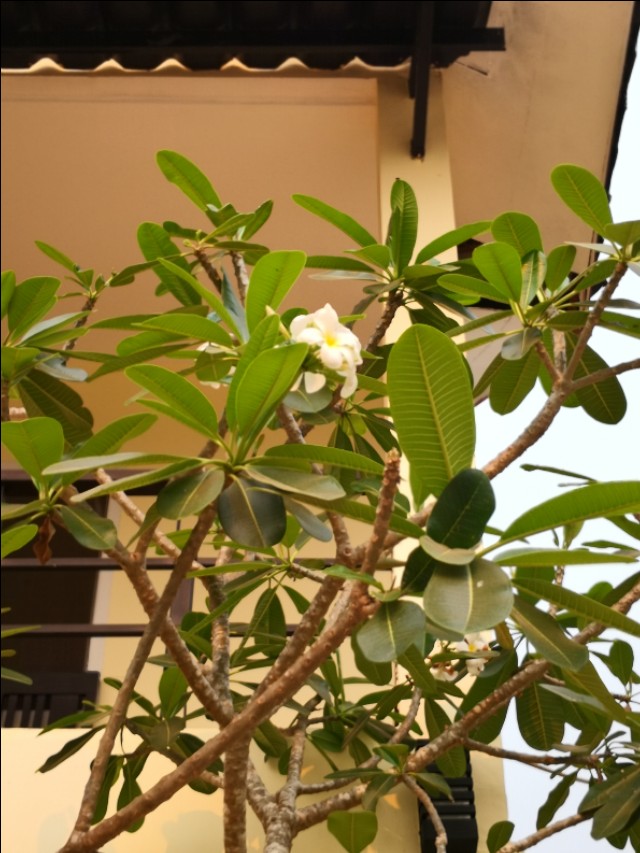 为什么老挝把鸡蛋花当成国花,为什么鸡蛋花是老挝的国花