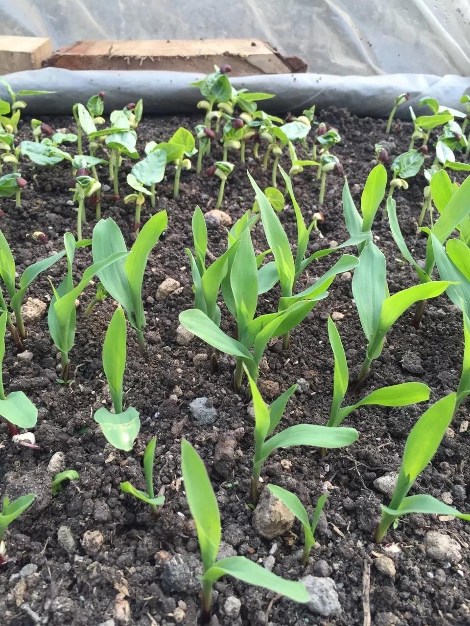 建一座完全不打药的生态花园，所有生命在这里和谐共处，值得收藏