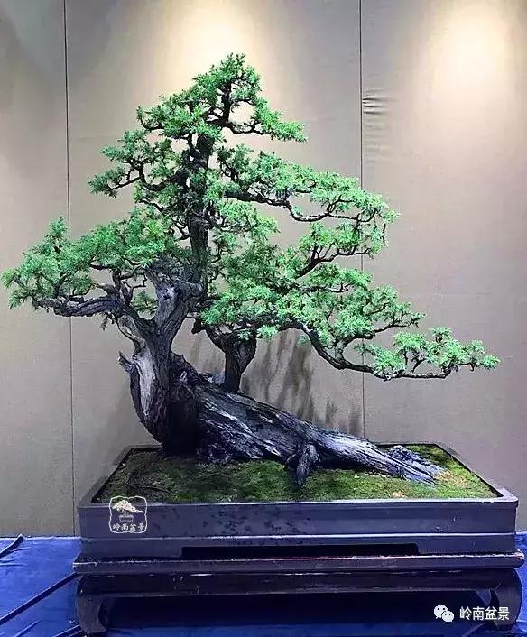 苍劲古朴挺拔有力的老桩盆景欣赏,老态龙钟盆景作品欣赏