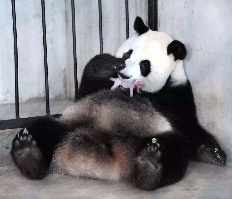 大熊猫是如何进行繁殖保护的,大熊猫没有天敌为什么要保护