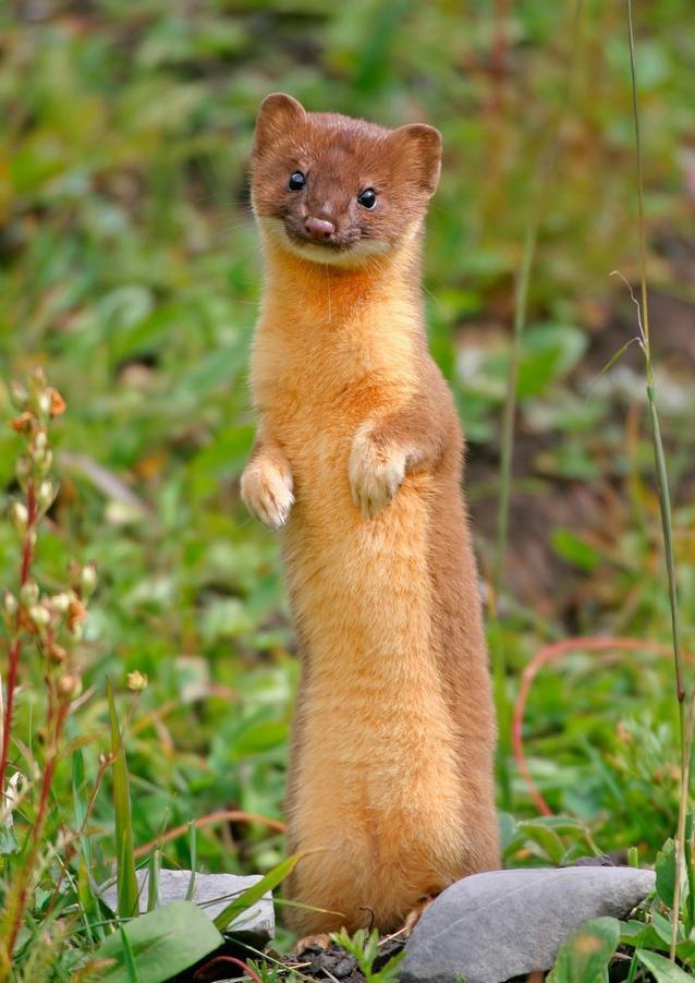 消防员上门抓黄鼠狼被臭晕,黄鼠狼闯民宅被消防驱逐