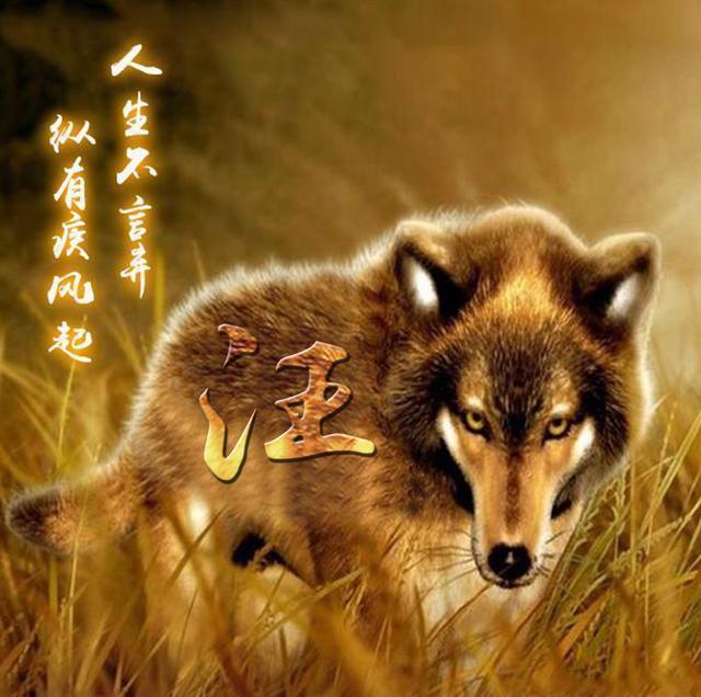 狼的格言看完让你受用终生,狼五十条格言
