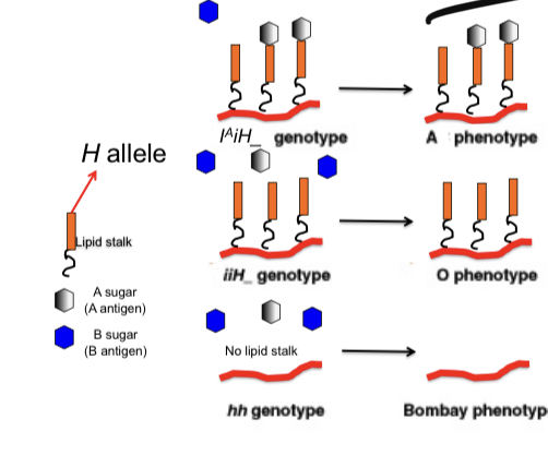 不拉踩、打榜、反黑也可以上位么？