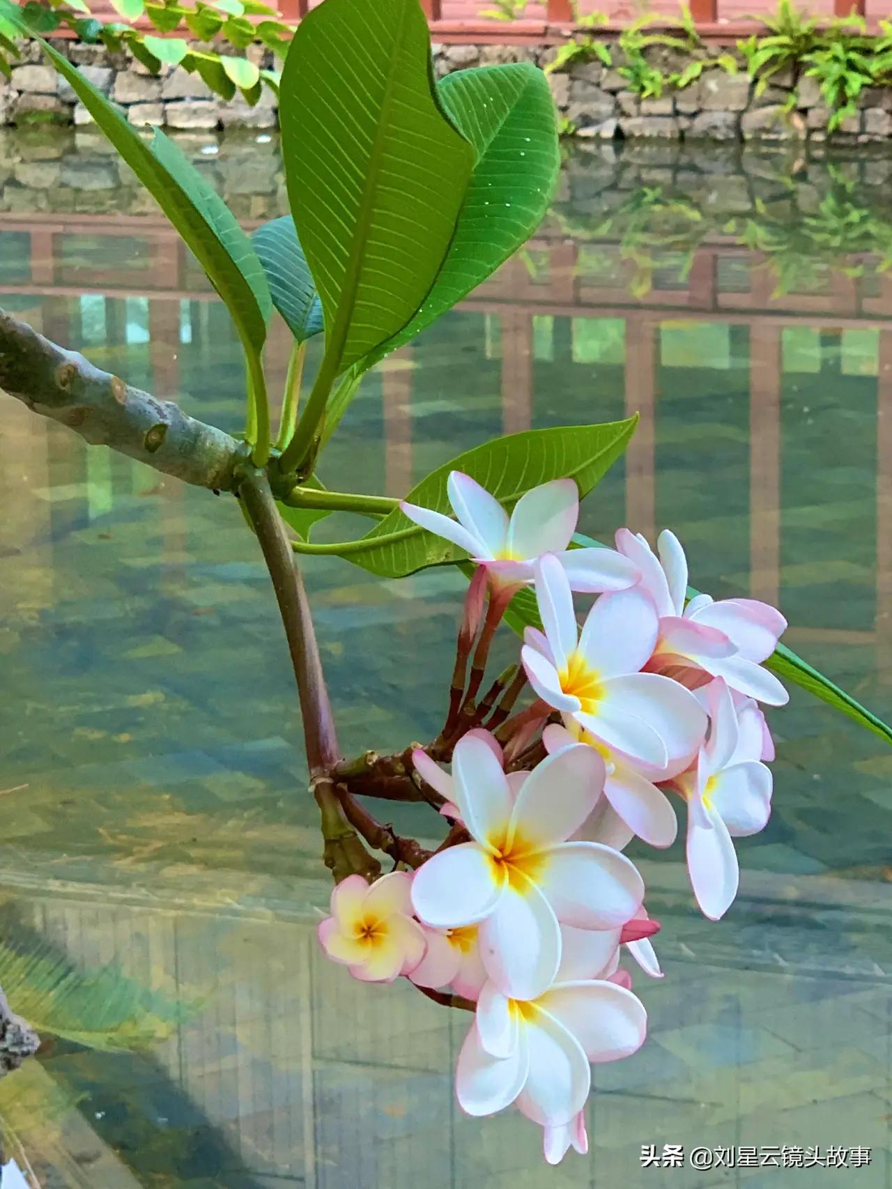 芒种种出新希望,芒种和幸福播种