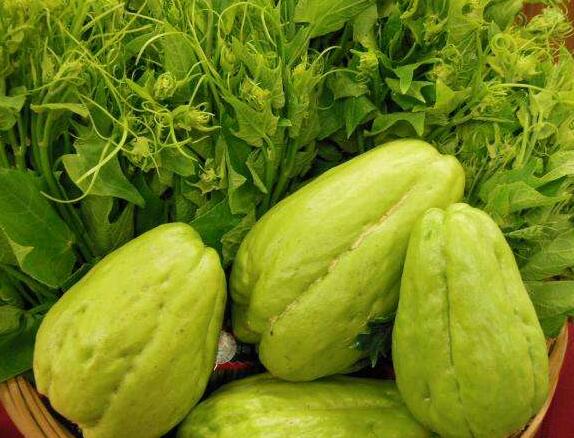 种植一棵小冬瓜高产能结多少个瓜,农村什么瓜高产又好吃