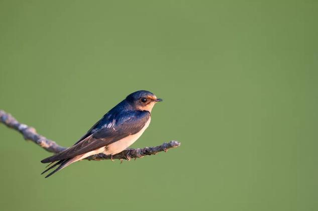 24节气春分的视频,24节气春分是什么意思
