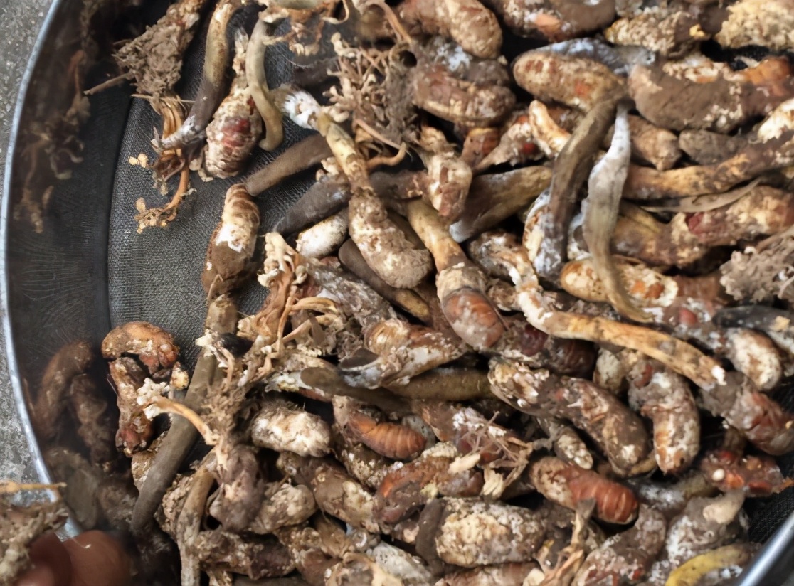 山上虫草种类及寻找时间,山里的野生虫草